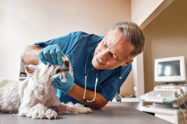 Best Weekend Emergency Dentist in Cattaraugus, NY